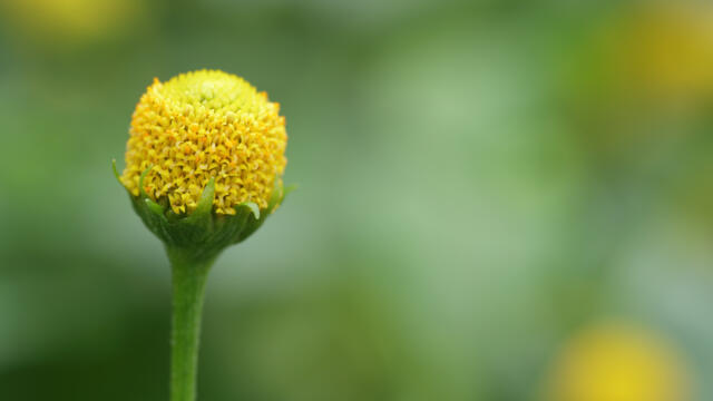 Sechuan bloem
